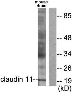 Claudin 11 antibody