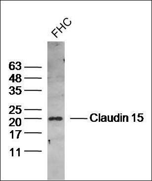 Claudin 15 antibody