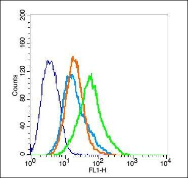 Claudin 16 antibody