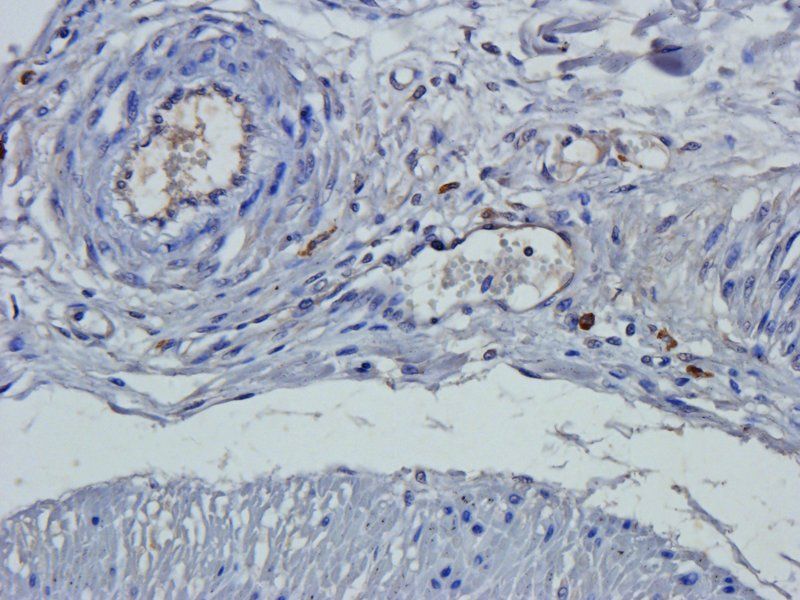 Claudin 1 Rabbit Polyclonal Antibody