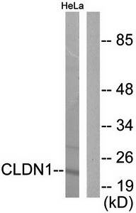 Claudin 1 Antibody