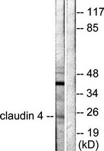 Claudin 4 antibody