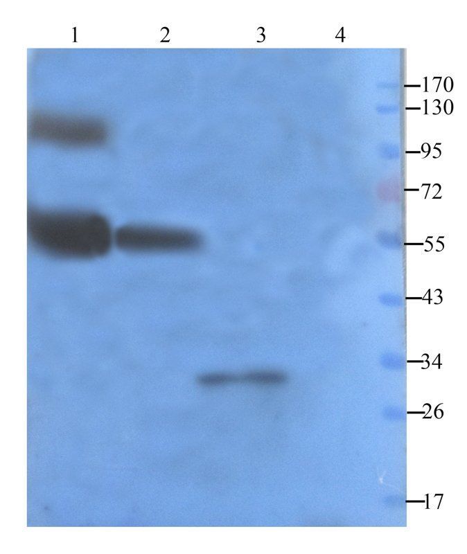 Claudin 5 antibody