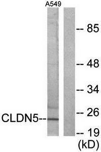 Claudin 5 antibody