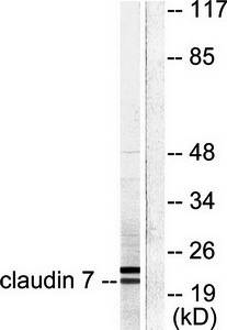 Claudin 7 antibody