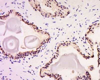 Claudin 8 Rabbit Polyclonal Antibody