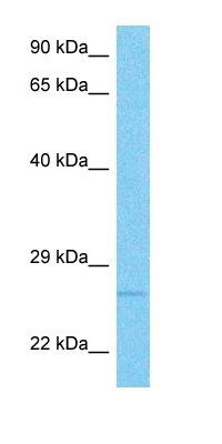 CLC7A antibody