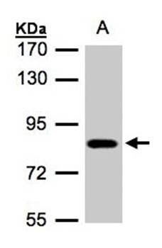CLC-5 antibody
