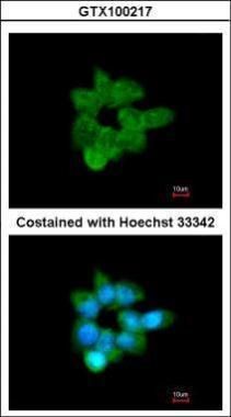CLCA1 Rabbit Polyclonal Antibody