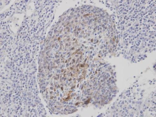CLCA1 Rabbit Polyclonal Antibody