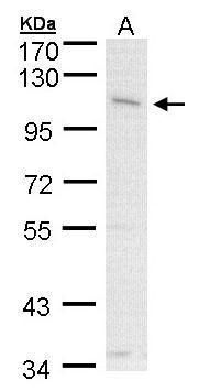 CLCA1 Rabbit Polyclonal Antibody