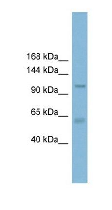 CLCA2 antibody