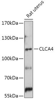 CLCA4 antibody