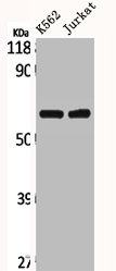CLCC1 Antibody