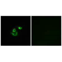 CLCC1 antibody