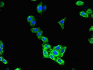 CLCN2 antibody