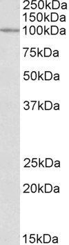 Goat anti-CLCN2 Antibody