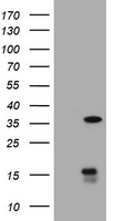 CLCN3 antibody