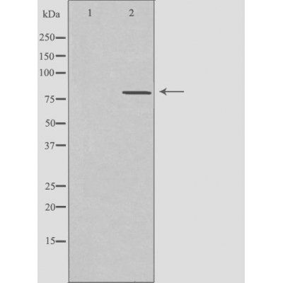 CLCN4 antibody