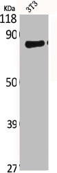 CLCN4 antibody