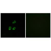 CLCN4 Antibody