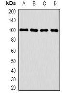 CLCN5 antibody