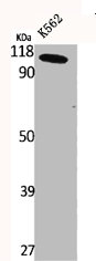 CLCN6 antibody