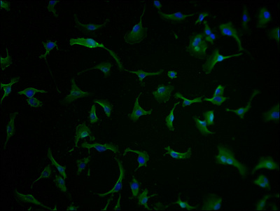 CLCN6 antibody