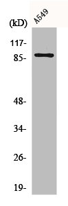 CLCN7 Antibody