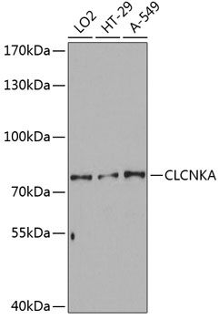 CLCNKA antibody