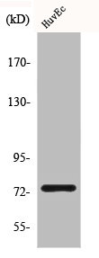 CLCNKA Antibody