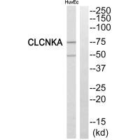 CLCNKA Antibody