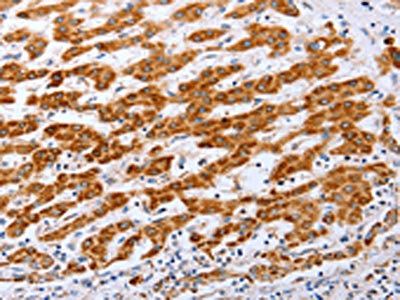 CLDN10 antibody