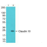 CLDN10 antibody