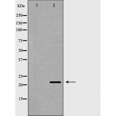 CLDN11 antibody