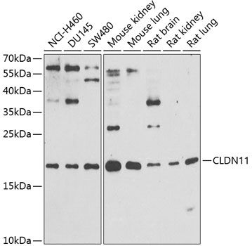 CLDN11 antibody