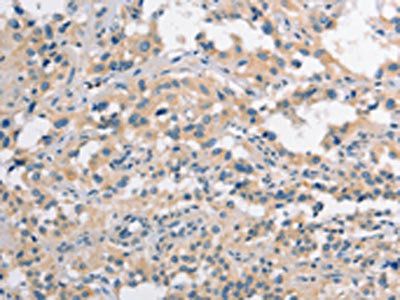 CLDN11 Antibody