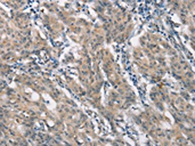 CLDN11 antibody