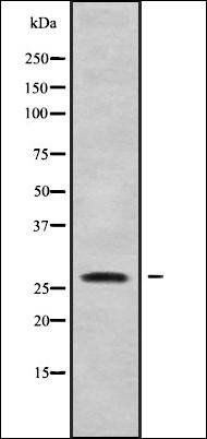 CLDN12 antibody