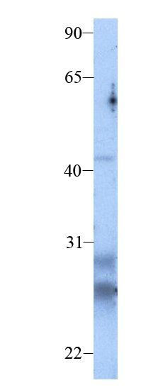 CLDN13 antibody