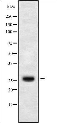CLDN14 antibody