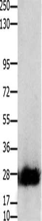 CLDN14 antibody