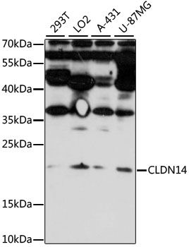 CLDN14 antibody