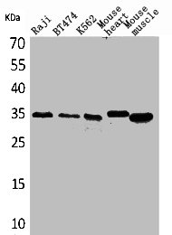 CLDN17 antibody