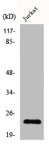 CLDN19 Antibody