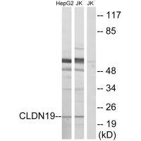 CLDN19 antibody