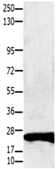 CLDN1 Antibody
