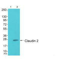 CLDN2 antibody