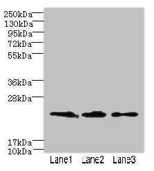 CLDN20 antibody