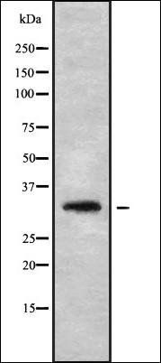 CLDN23 antibody